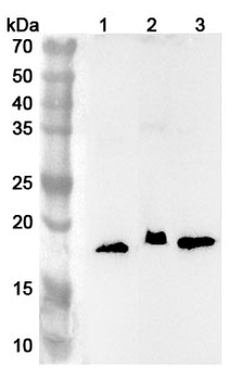 RPL28 Rabbit Polyclonal Antibody