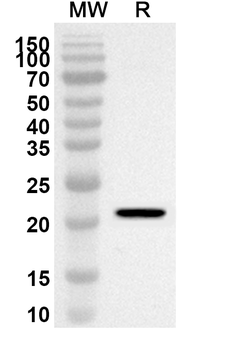 EIF3H Rabbit Polyclonal Antibody