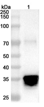 Pseudomonas aeruginosa PcrV Rabbit Polyclonal Antibody