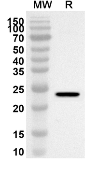Chicken LYZ/Lysozyme C Rabbit Polyclonal Antibody