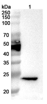 Crisp4 Rabbit Polyclonal Antibody