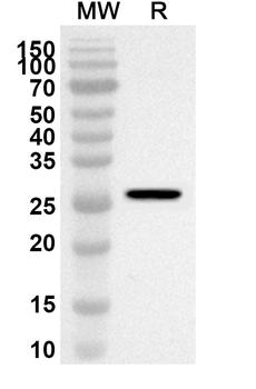 Btnl1 Rabbit Polyclonal Antibody
