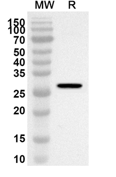 CD226/DNAM-1 Rabbit Polyclonal Antibody
