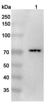 CD218a/IL18R1 Rabbit Polyclonal Antibody
