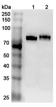 CD36 Rabbit Polyclonal Antibody