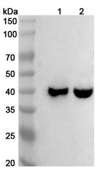 MUL1 Rabbit Polyclonal Antibody