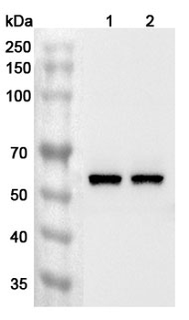 DMAP1 Rabbit Polyclonal Antibody