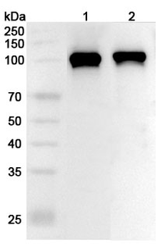 DNM2 Rabbit Polyclonal Antibody