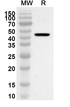 NOS3 Rabbit Polyclonal Antibody