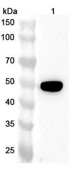 TACR2 Rabbit Polyclonal Antibody