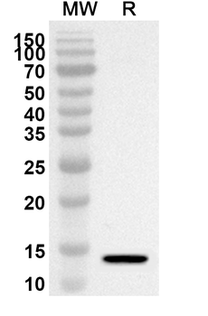 H2AZ1 Rabbit Polyclonal Antibody