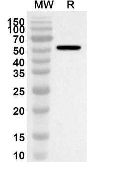 FH Rabbit Polyclonal Antibody