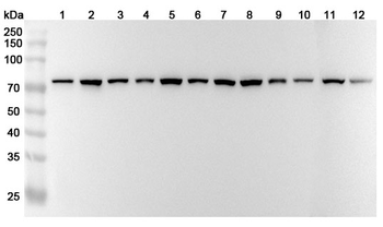 HSPA8 Rabbit Polyclonal Antibody