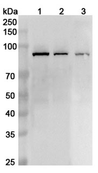 XRCC1 Rabbit Polyclonal Antibody