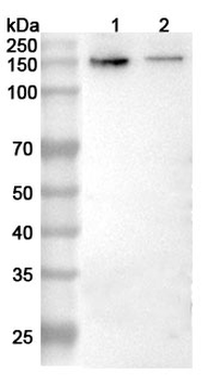 GRIN2B Rabbit Polyclonal Antibody