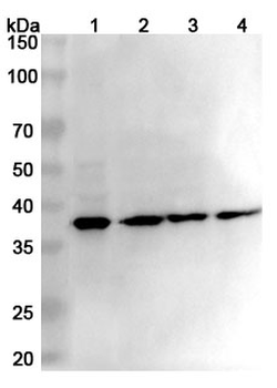EIF2S1 Rabbit Polyclonal Antibody