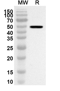 TFAM Rabbit Polyclonal Antibody