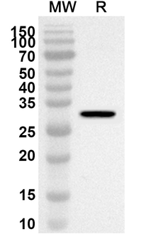 NOTCH4 Rabbit Polyclonal Antibody