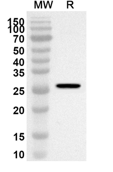 GPI Rabbit Polyclonal Antibody