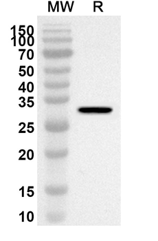 STX1A Rabbit Polyclonal Antibody