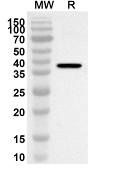 MAP2K1 Rabbit Polyclonal Antibody