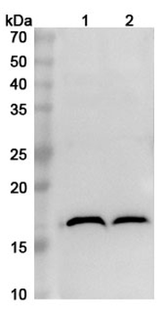 MAP1LC3A Rabbit Polyclonal Antibody