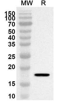 BMP8A Rabbit Polyclonal Antibody