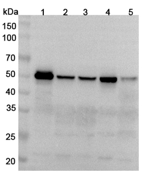 LEF1 Rabbit Polyclonal Antibody