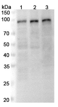 SP1 Rabbit Polyclonal Antibody