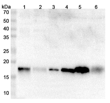MYL9 Rabbit Polyclonal Antibody