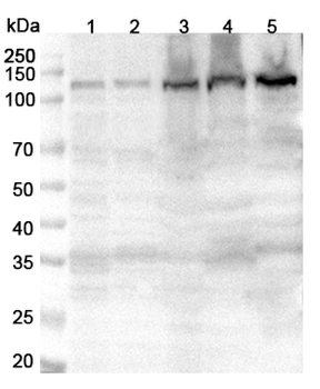 DAAM1 Rabbit Polyclonal Antibody