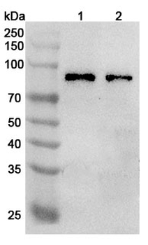 TRIM46 Rabbit Polyclonal Antibody