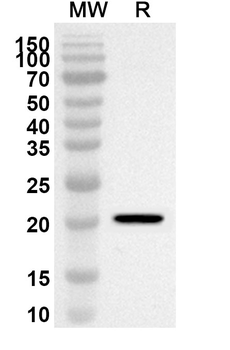 Pig IL22 Rabbit Polyclonal Antibody