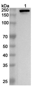 LAMA4 Rabbit Polyclonal Antibody