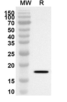 SELENON Rabbit Polyclonal Antibody