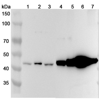 CNP Rabbit Polyclonal Antibody