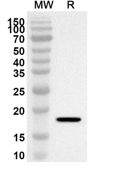 THRSP Rabbit Polyclonal Antibody