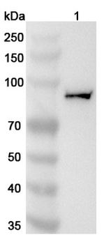KIF2C Rabbit Polyclonal Antibody