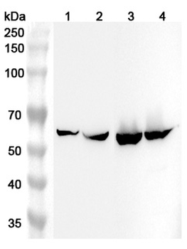 ALDH4A1 Rabbit Polyclonal Antibody