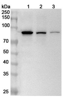 EIF4B Rabbit Polyclonal Antibody