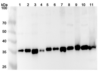 TXNL1 Rabbit Polyclonal Antibody