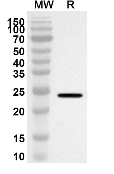 SPI1 Rabbit Polyclonal Antibody