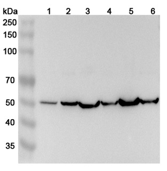 ACTL7A Rabbit Polyclonal Antibody