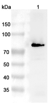 PRKCG Rabbit Polyclonal Antibody