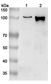AP2A1 Rabbit Polyclonal Antibody