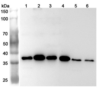 U2AF1 Rabbit Polyclonal Antibody