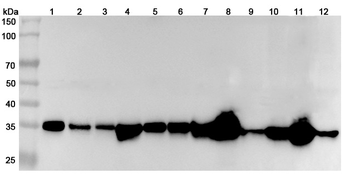 MDH2 Rabbit Polyclonal Antibody