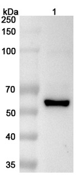 USP2 Rabbit Polyclonal Antibody