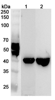RBM4 Rabbit Polyclonal Antibody