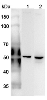 ANXA7 Rabbit Polyclonal Antibody